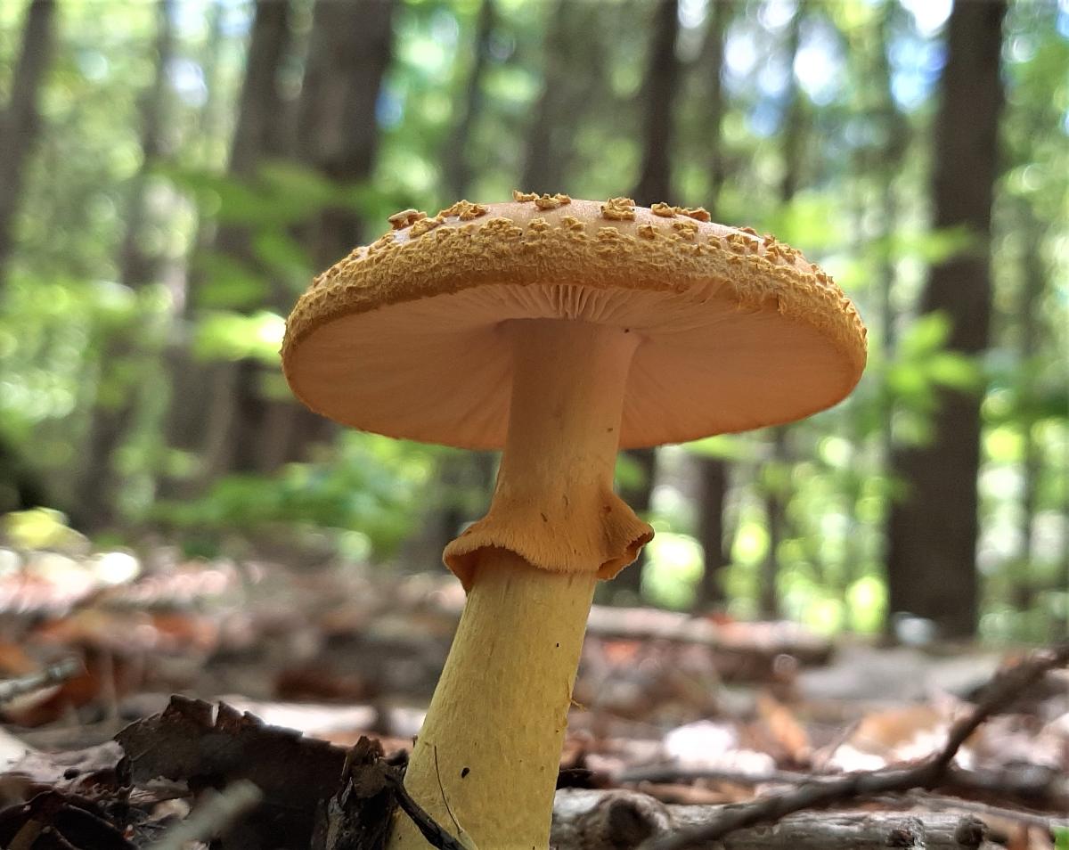 Amanita with ring around stem and white gills