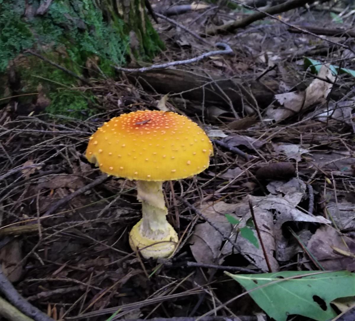 poisonous mushroom types