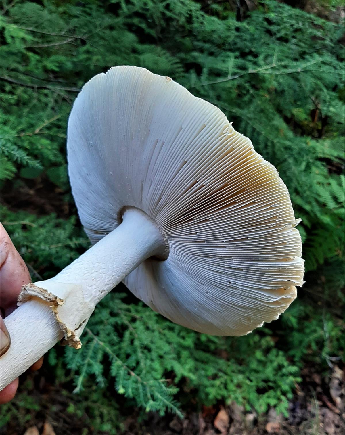 Free gills on mushroom