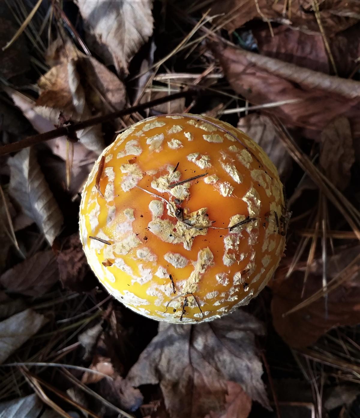 orange decorated cap of an amanita