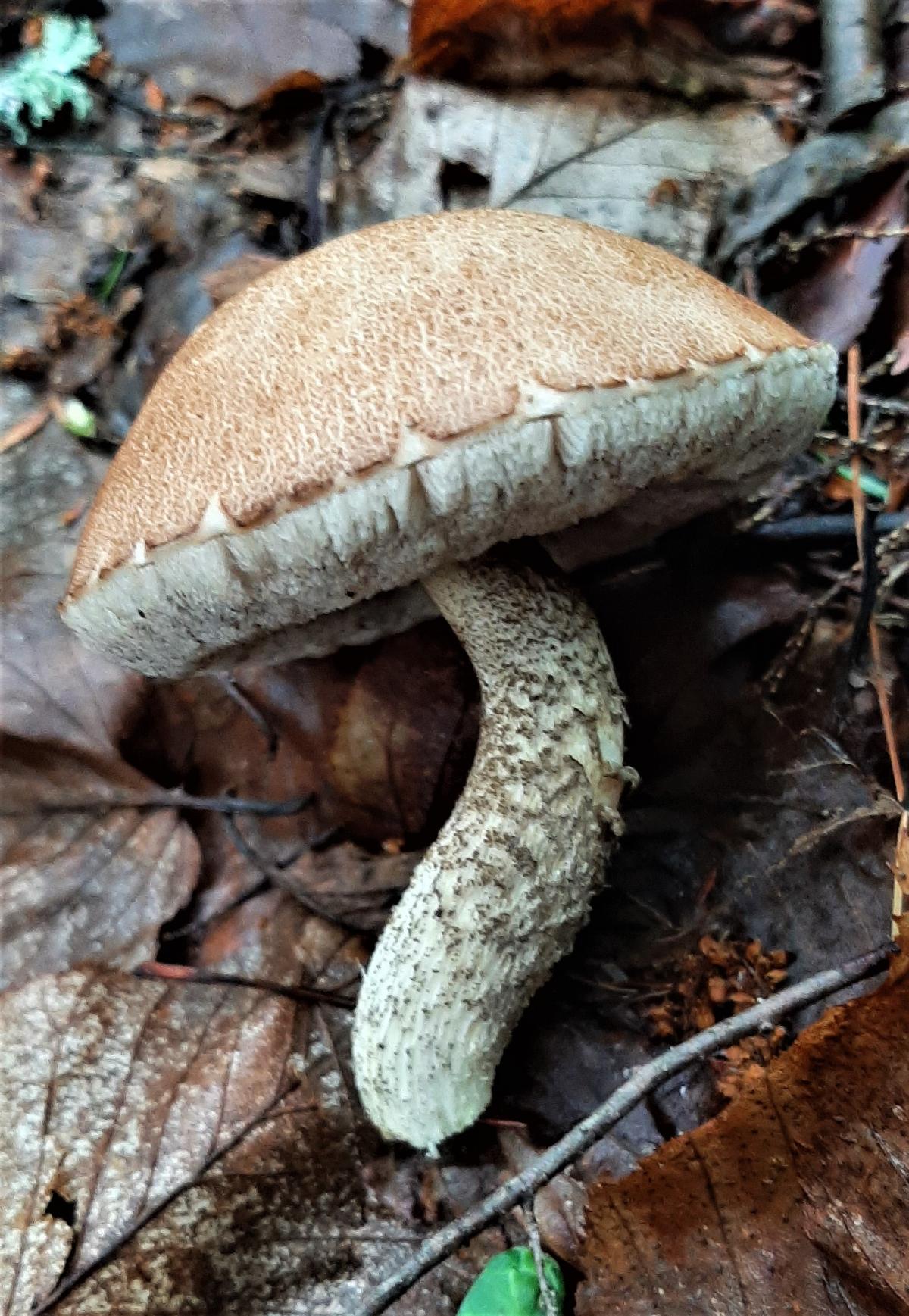 Birch bolete