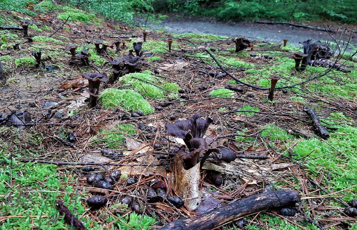 black trumpet mushrooms