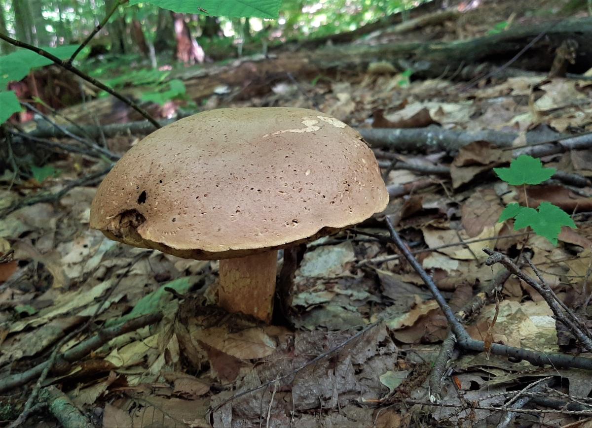 rounded smooth cap of a bolete