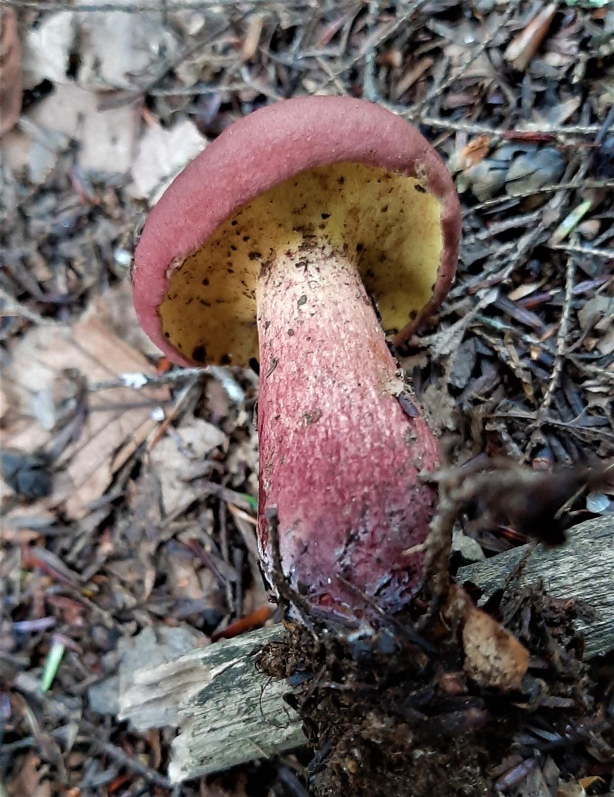 colorful mushroom stem
