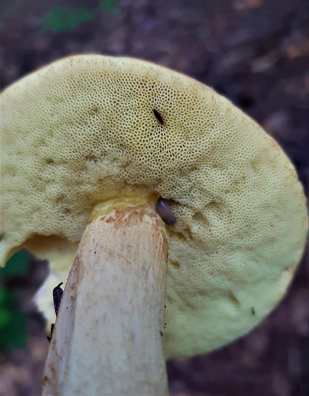 Pores under bolete cap