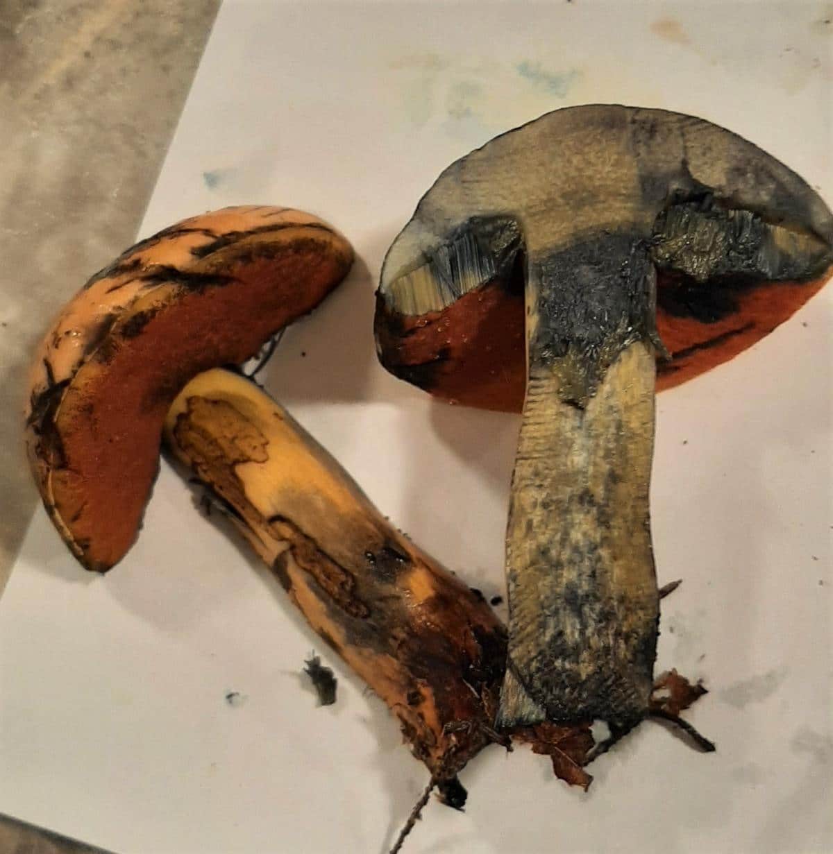 bolete staining dark blue when cut