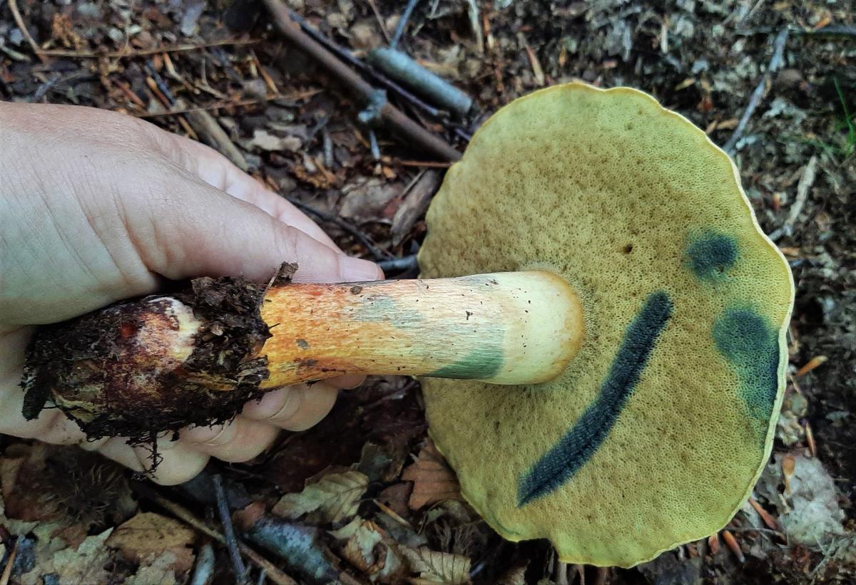 bolete pore surface changes to blue when cut.