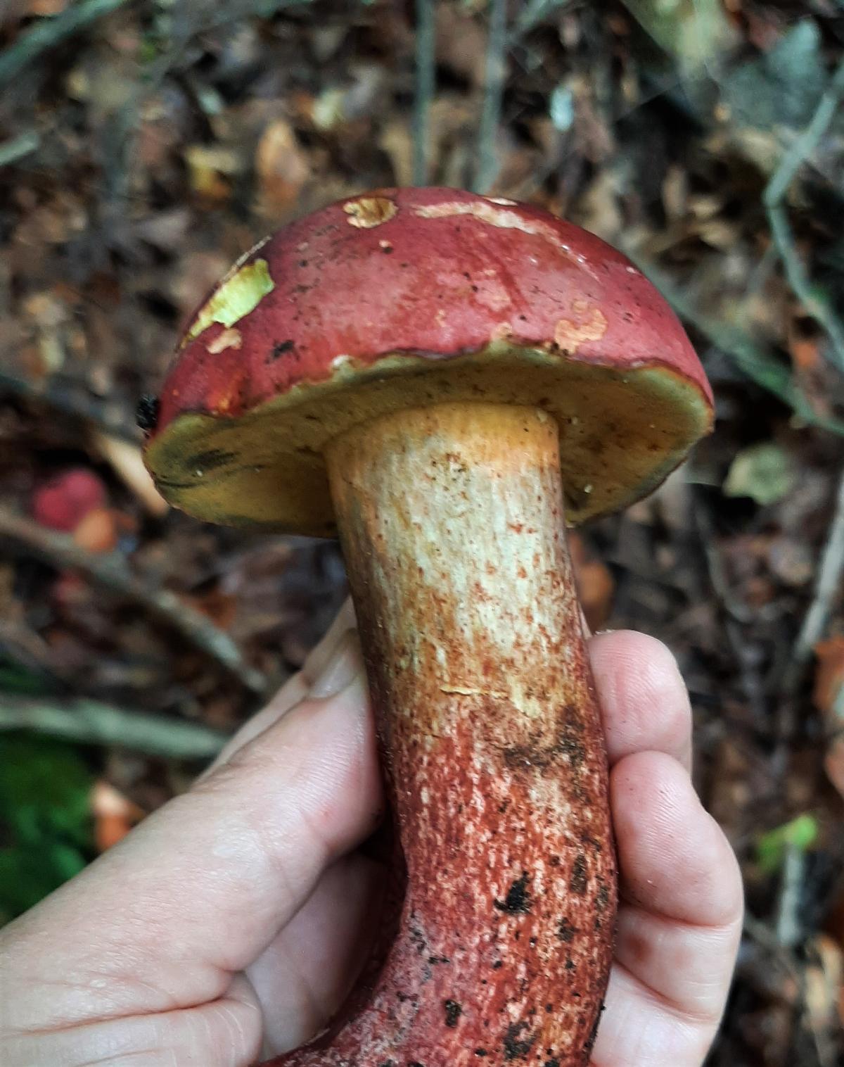 bolete