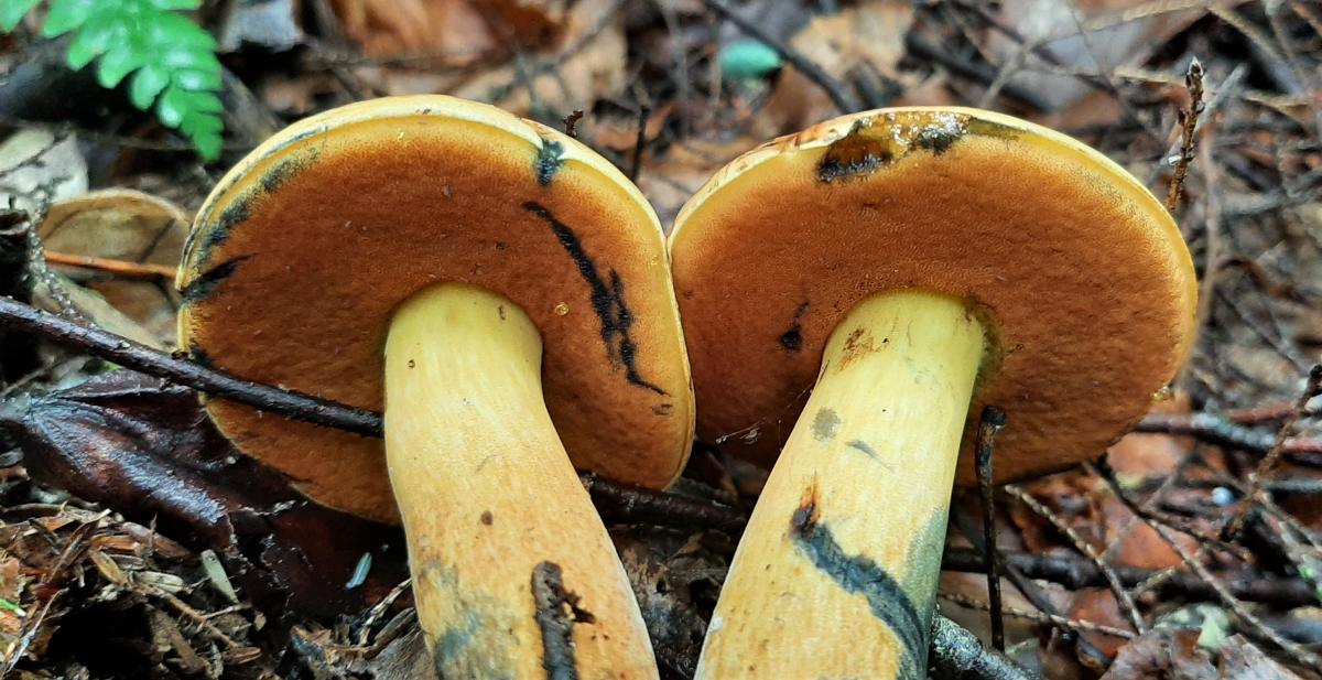 bolete with dark blue bruising