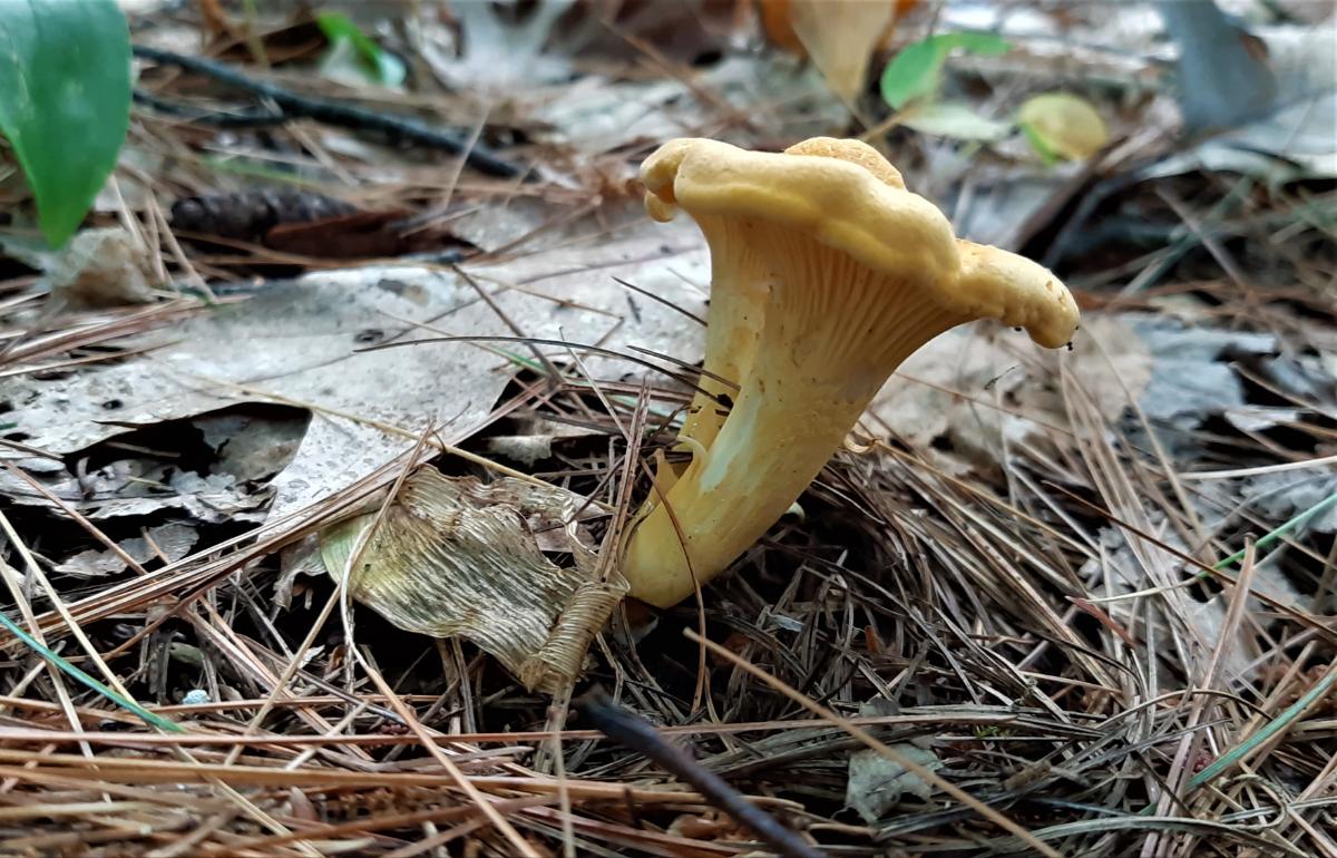 Chanterelle false gills