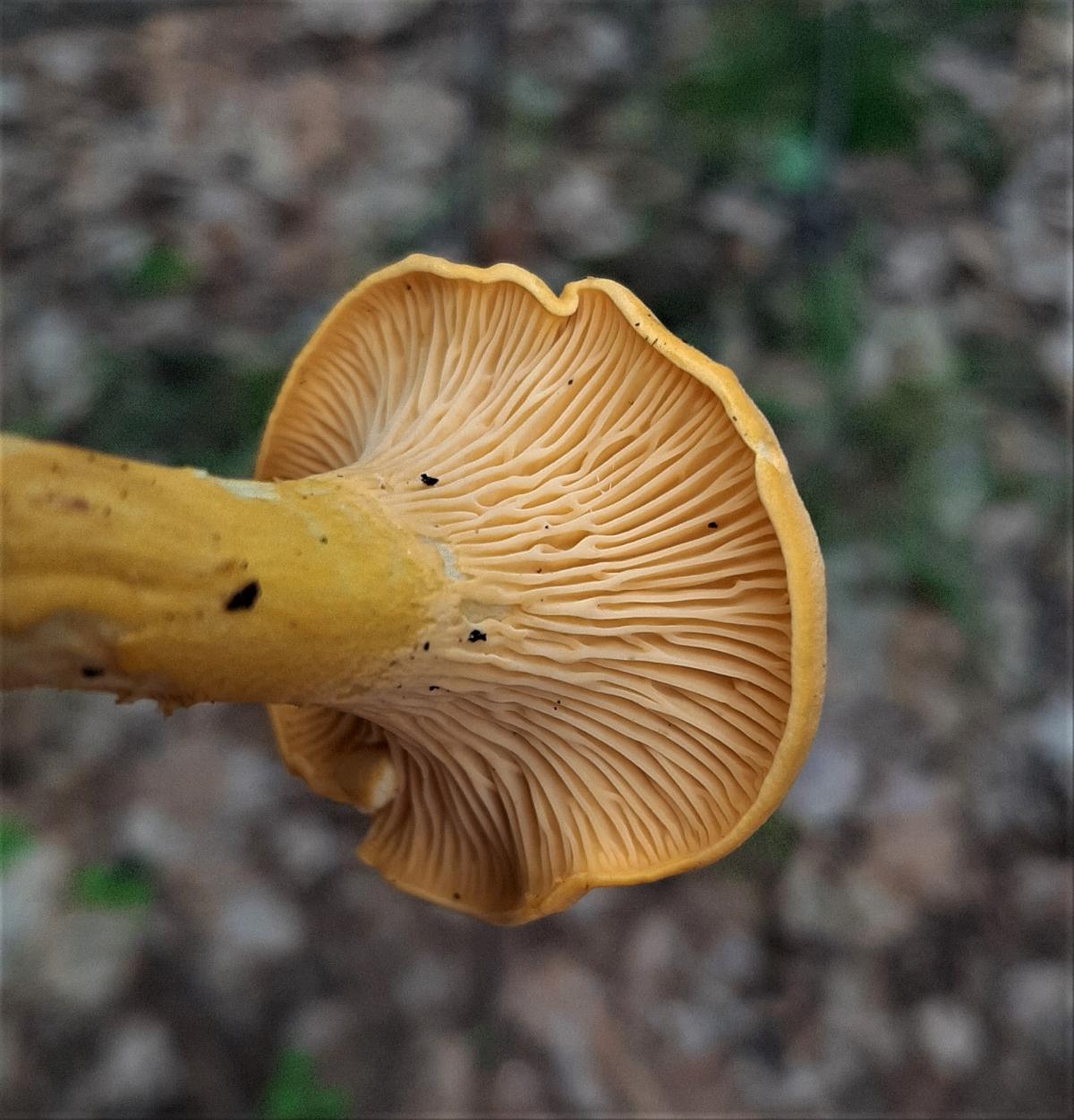 chanterelle false gills