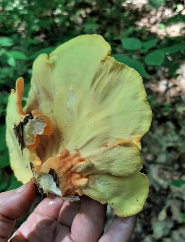 Identify Mushrooms Learn About Gills, Pores, and Teeth Mushroom