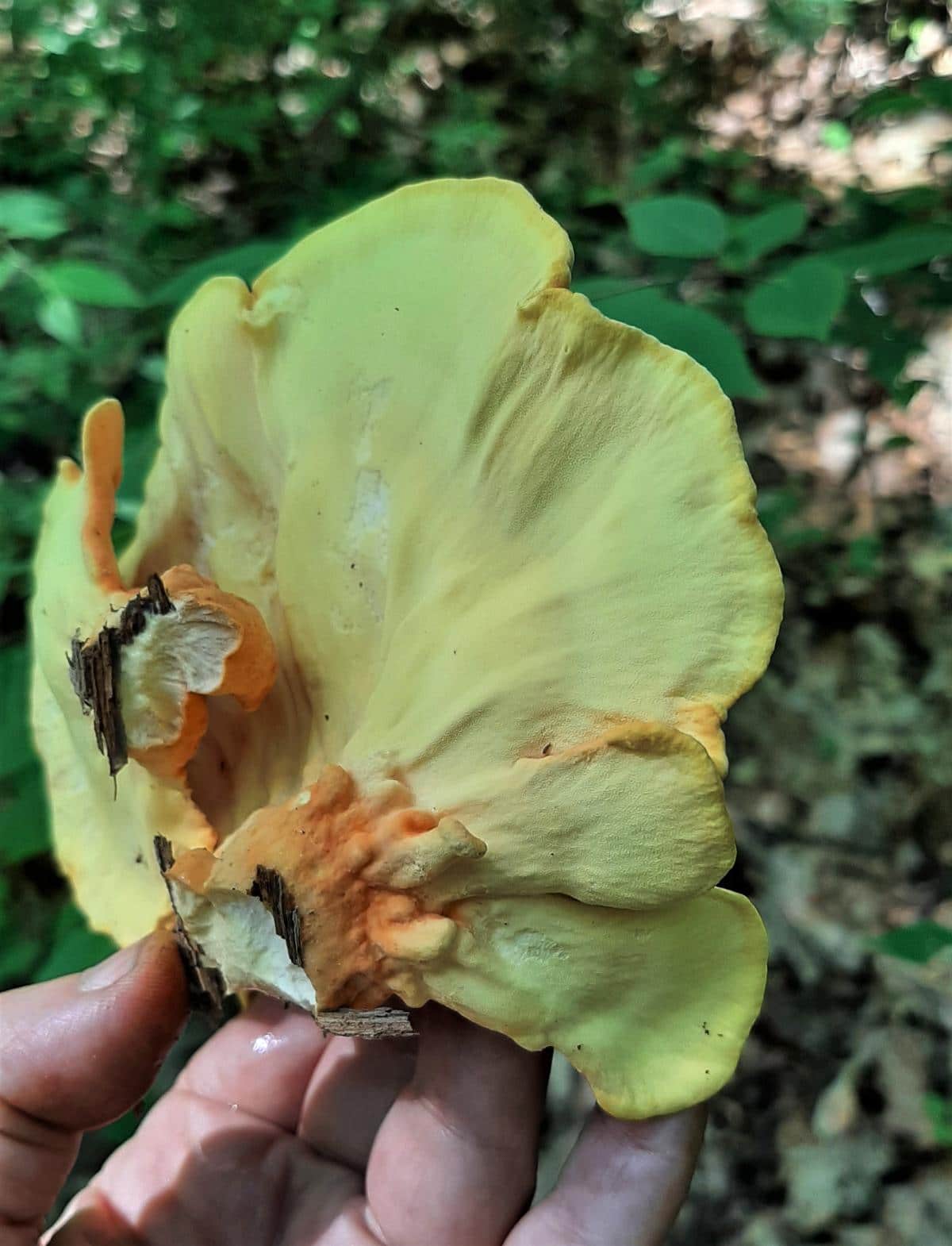 Chicken of the woods pore surface