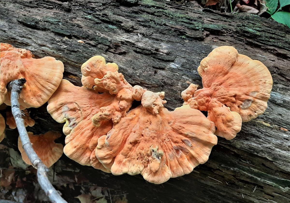 chicken of the woods