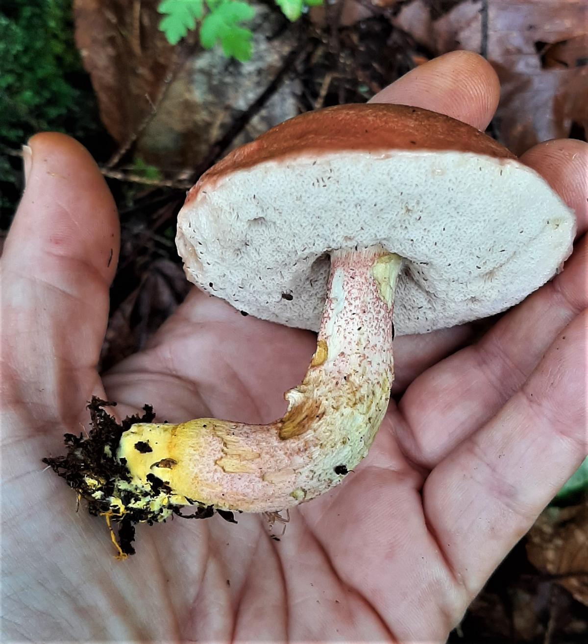 chrome foot bolete yellow base