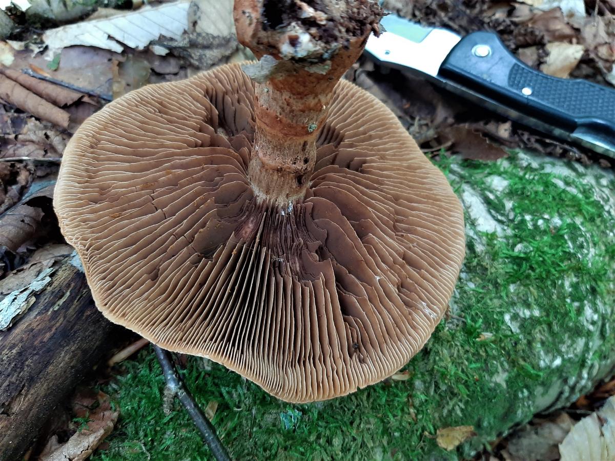 brown widely spaced gills