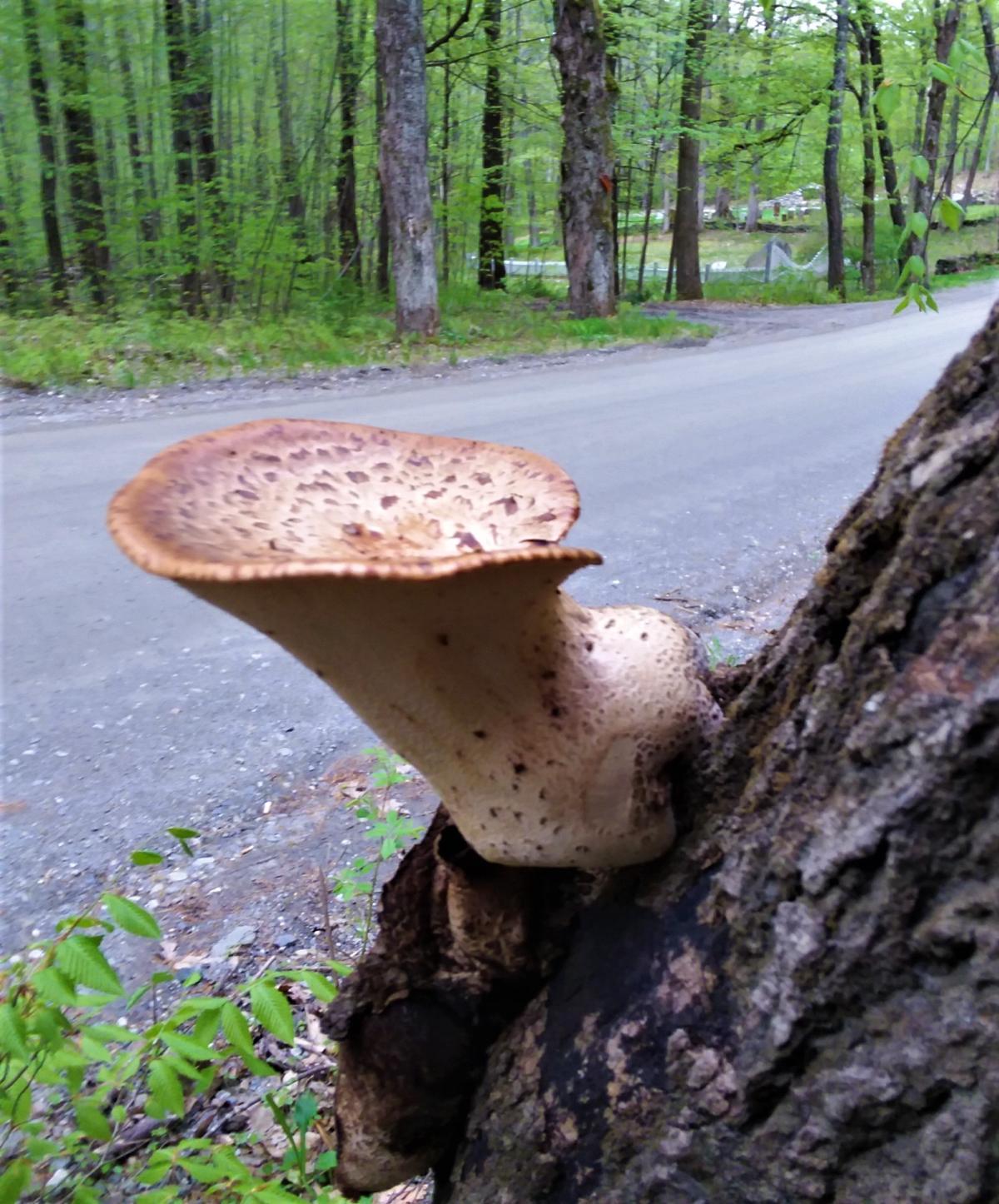 dryad saddle on tree