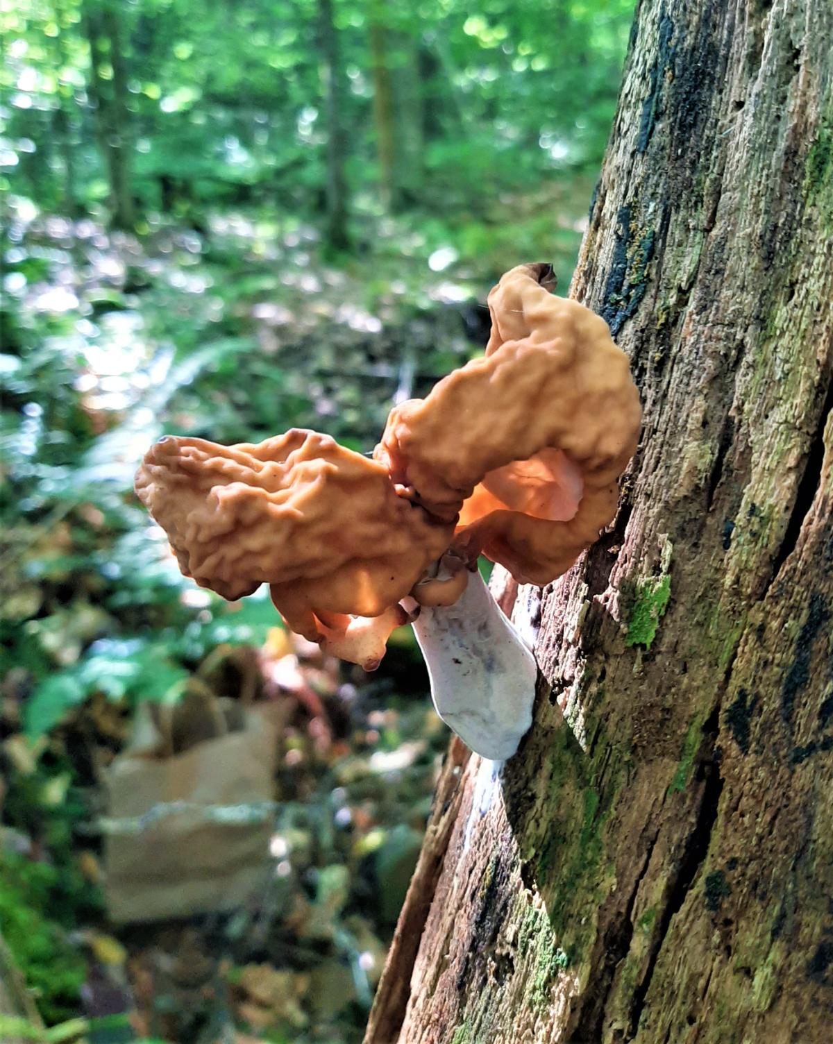 false morel growing on tree