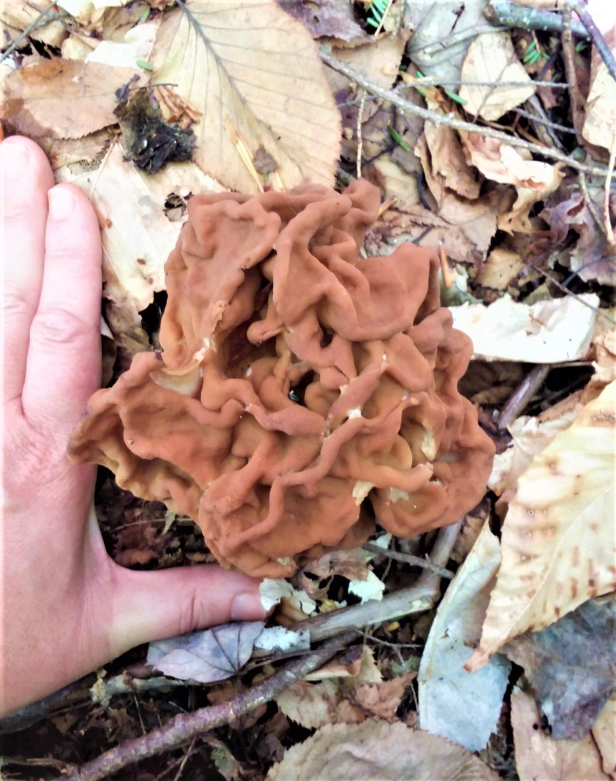 Gyromitra false morel on ground