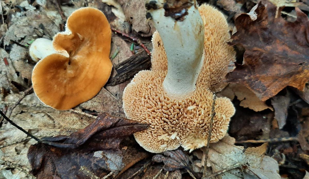 Teeth on a hedgehog mushroom