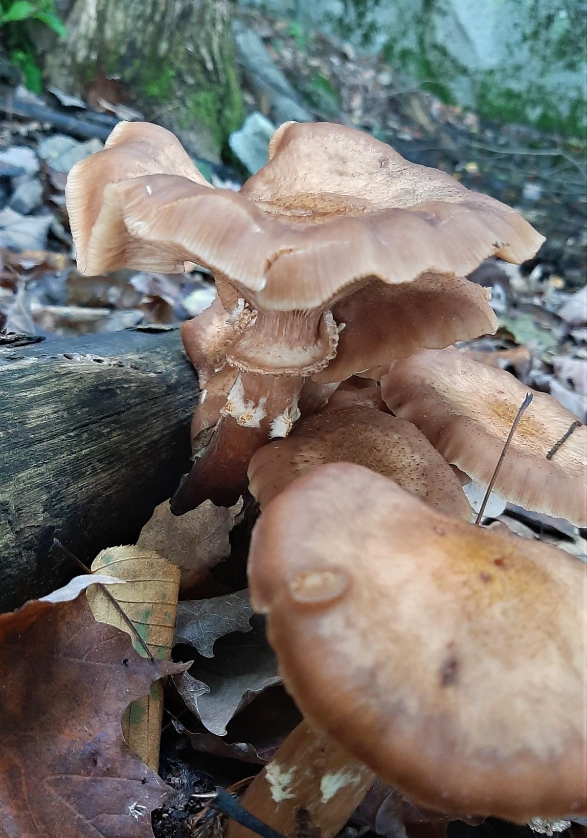 honey mushroom