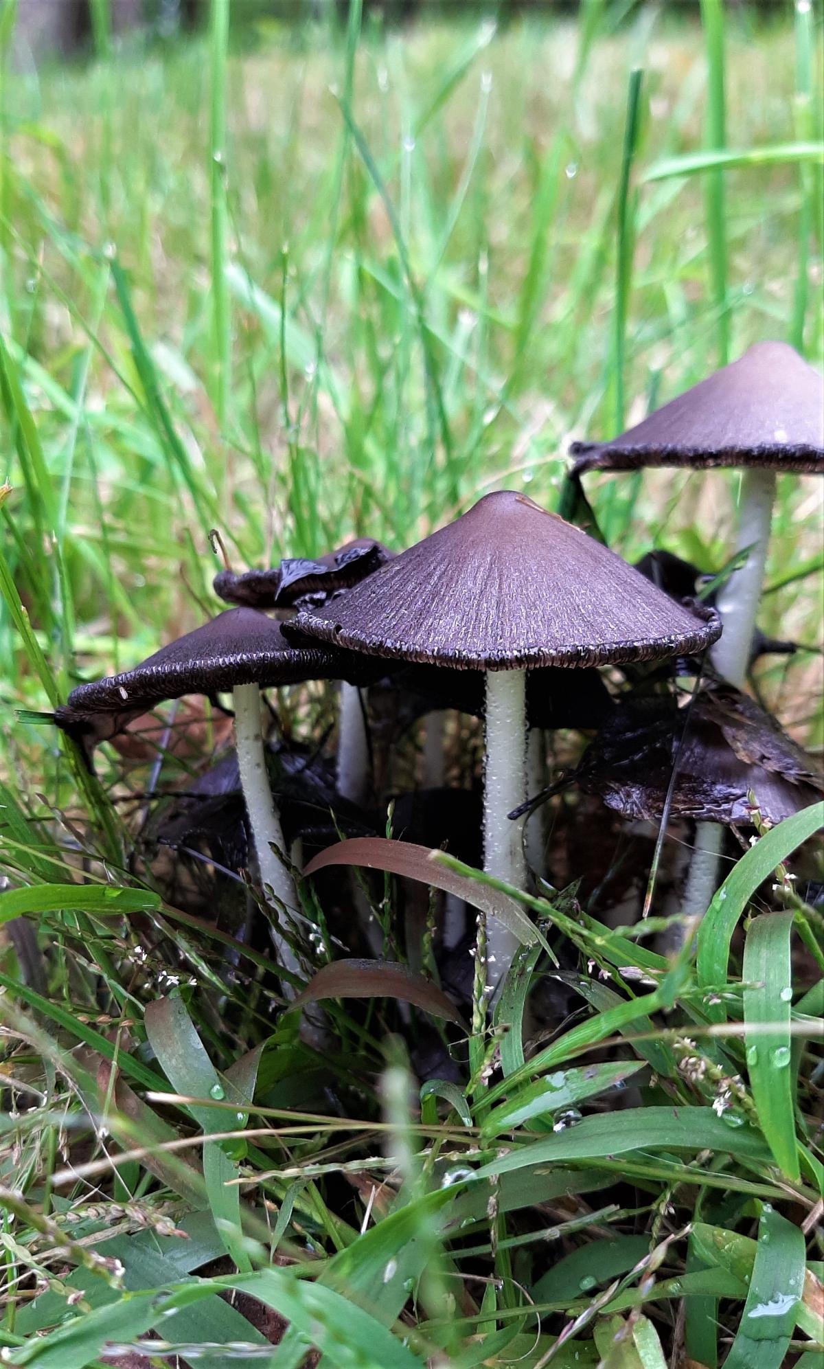 inky caps growing on the ground