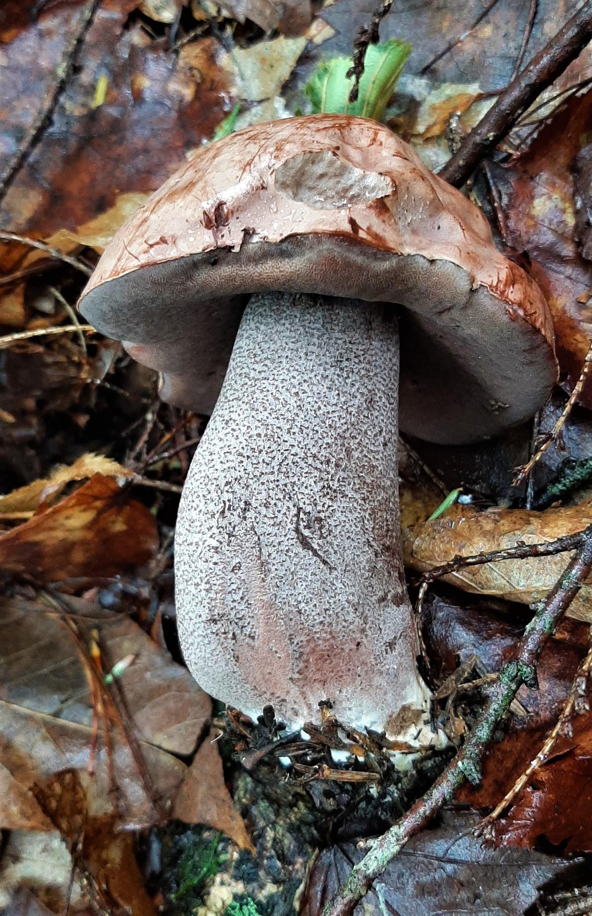 Dotted stem on a bolete