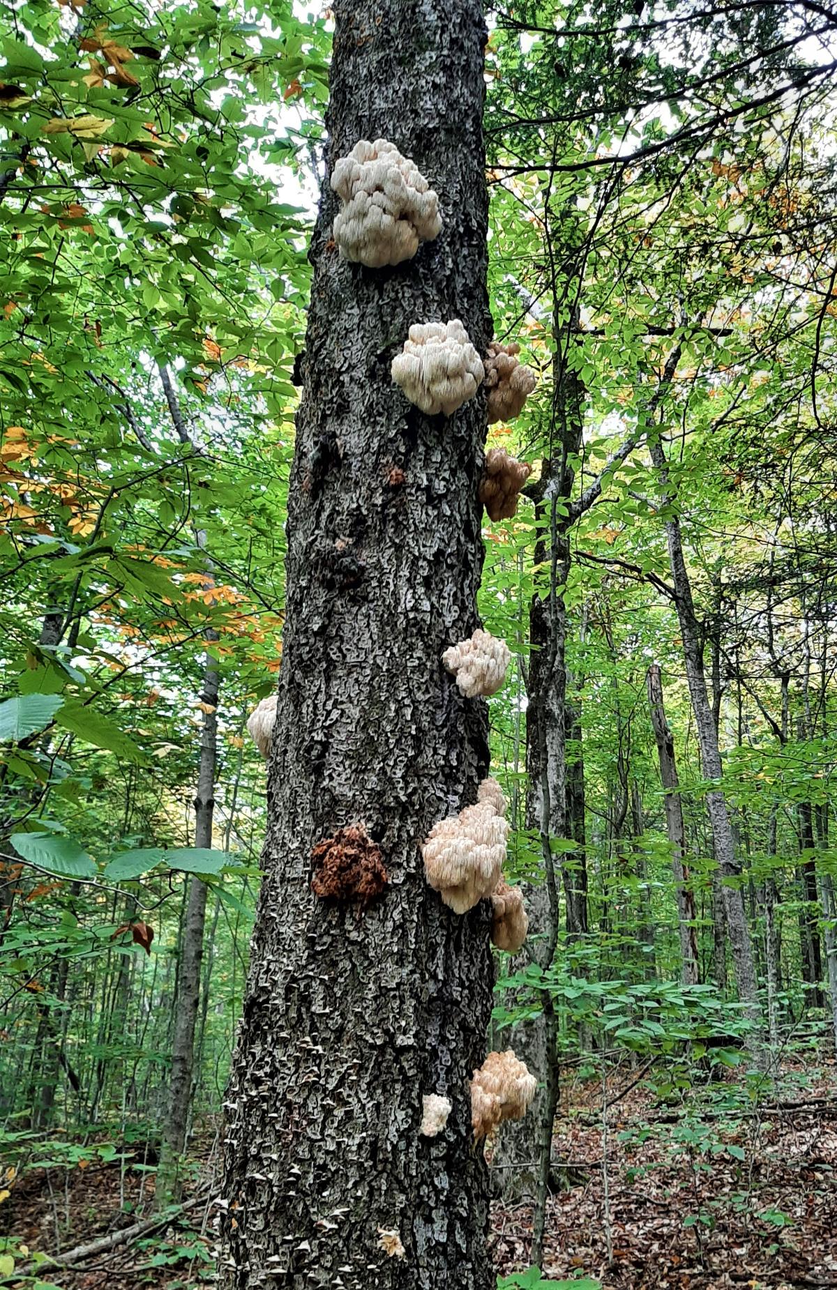 Lion's mane growing up a tree