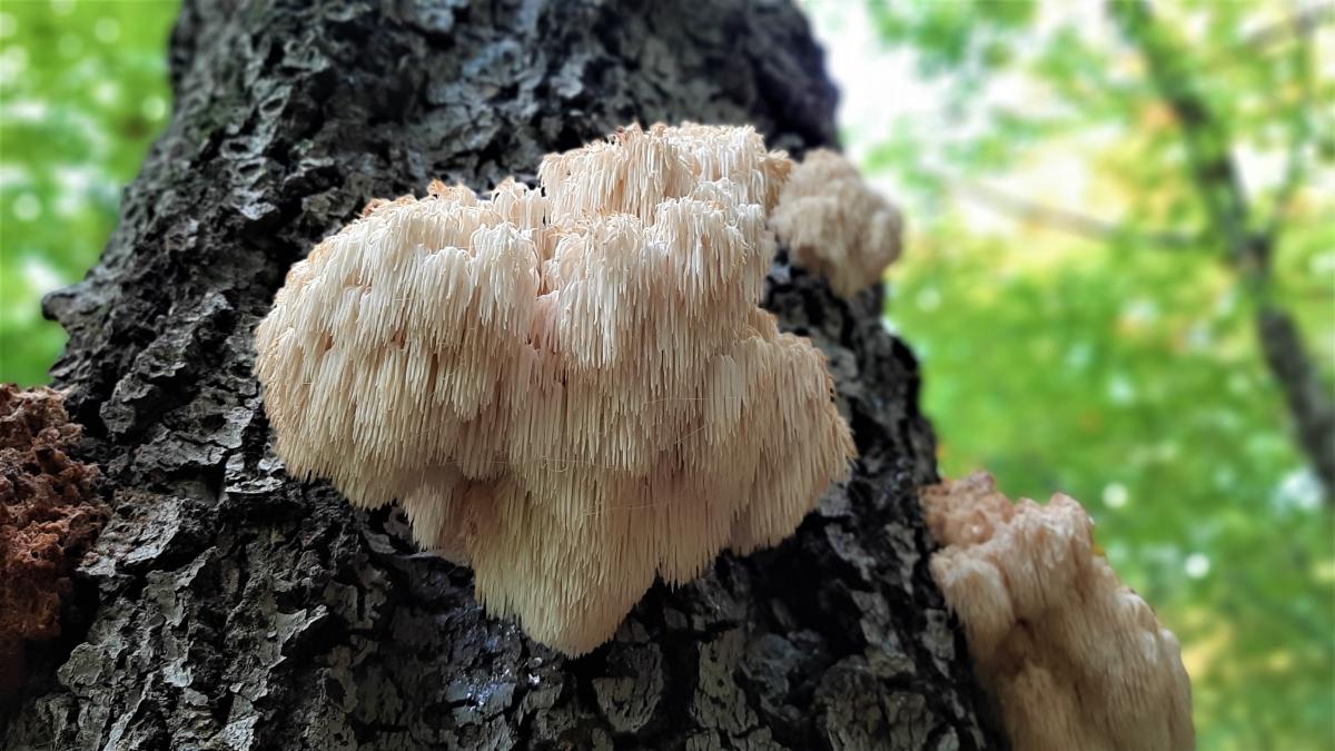 lion's mane mushroom teeth