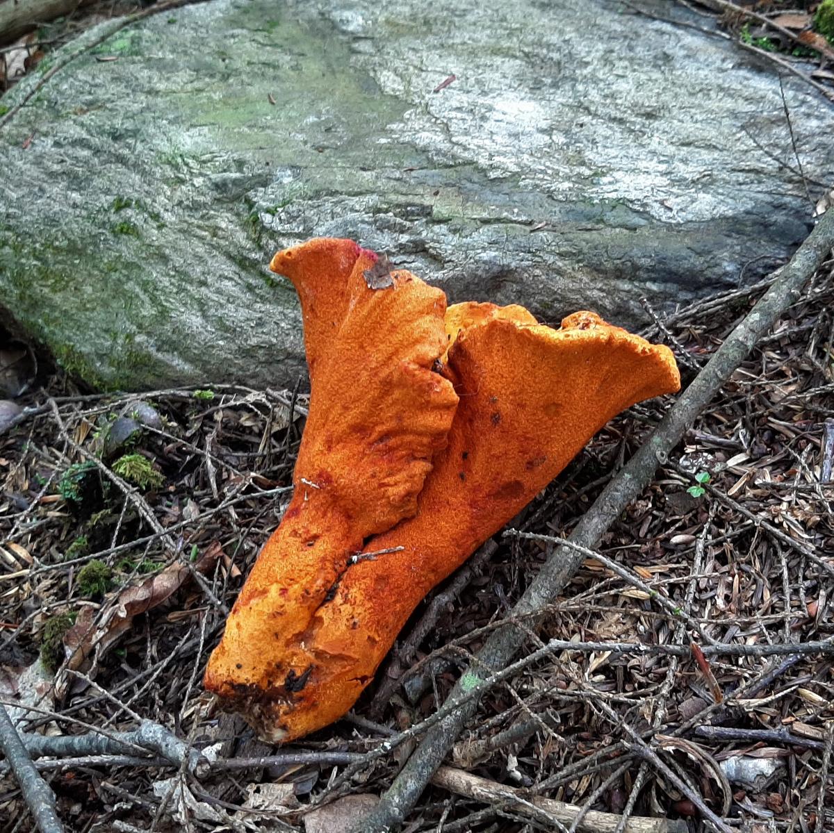 lobster mushroom weirdest mushrooms