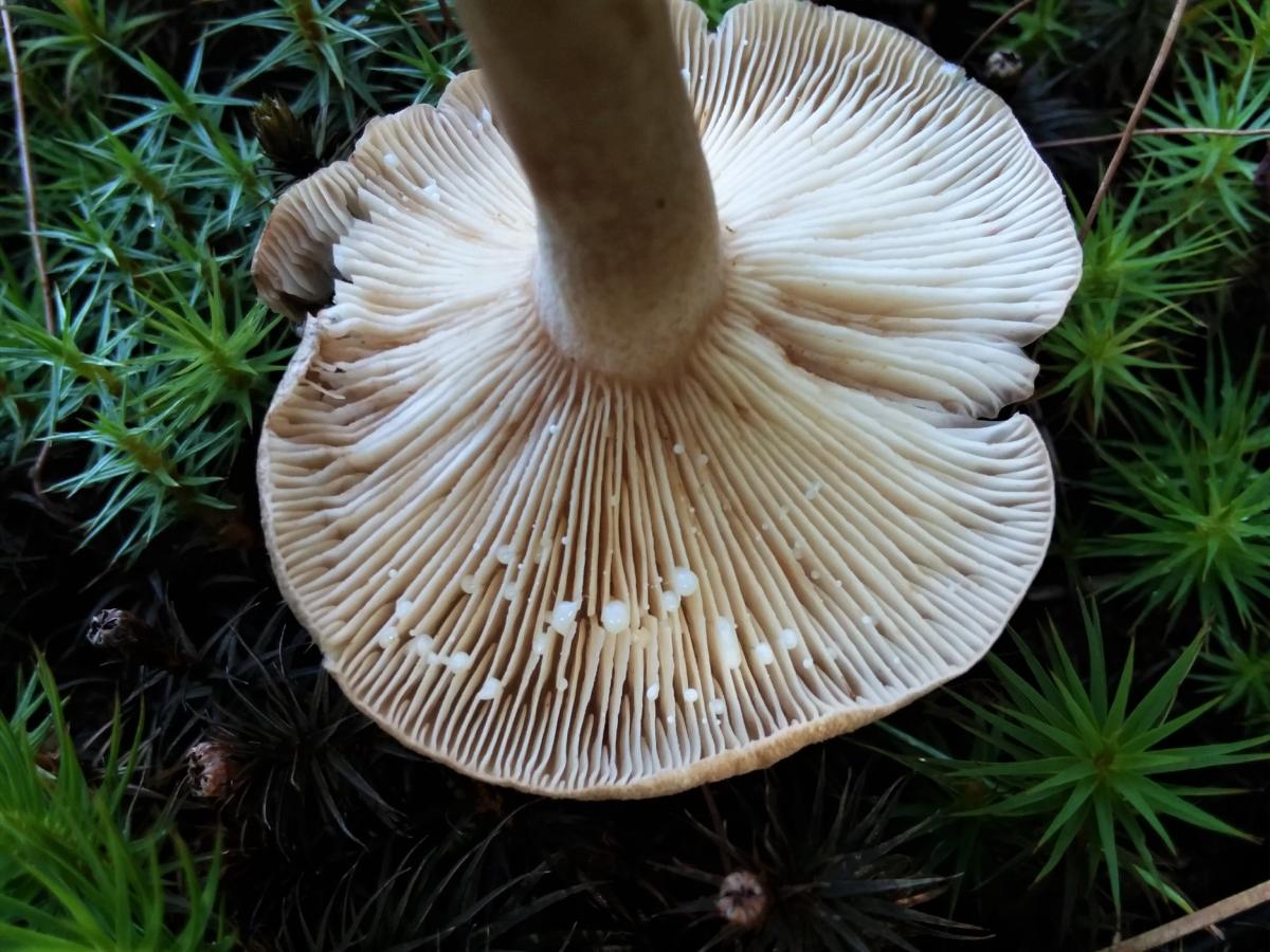 Milky cap bleeding white latex.