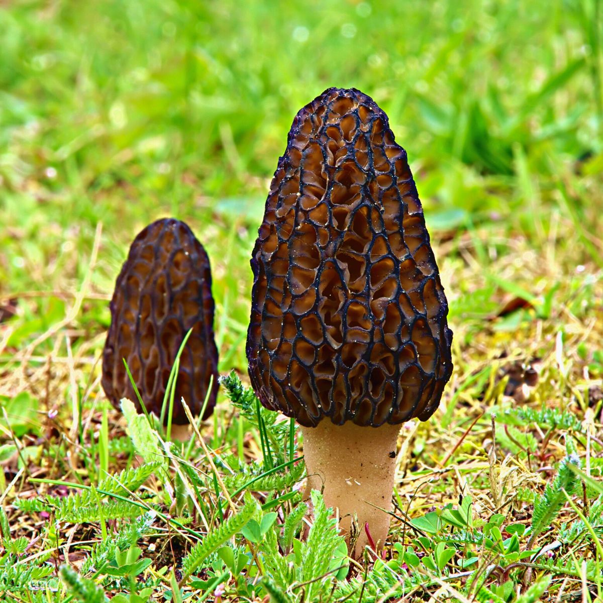 morel mushrooms