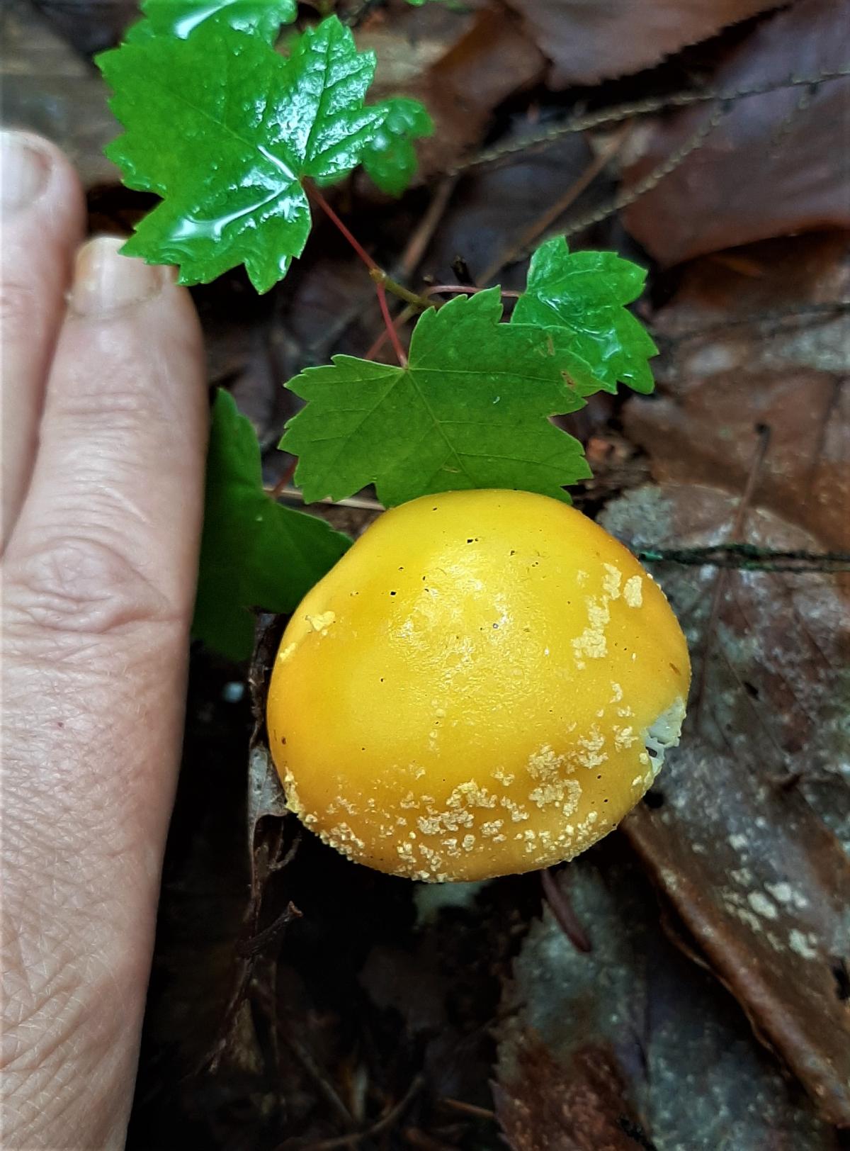 amanita muscaria on the ground