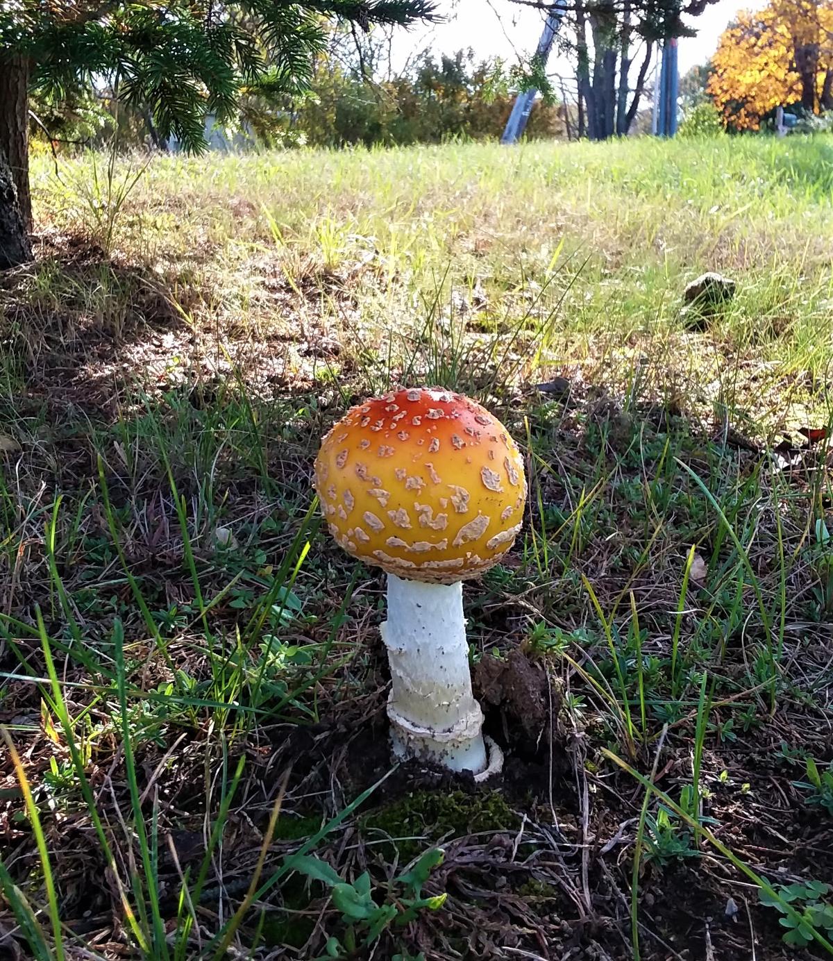 amanita muscaria growing alone