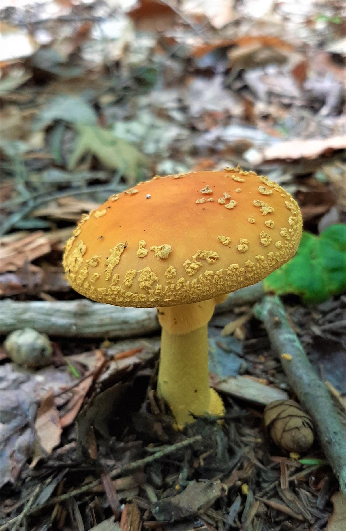 amanita muscaria 