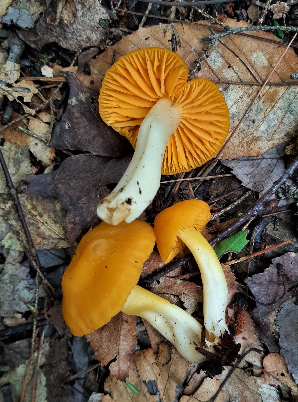 Waxy cap pileus