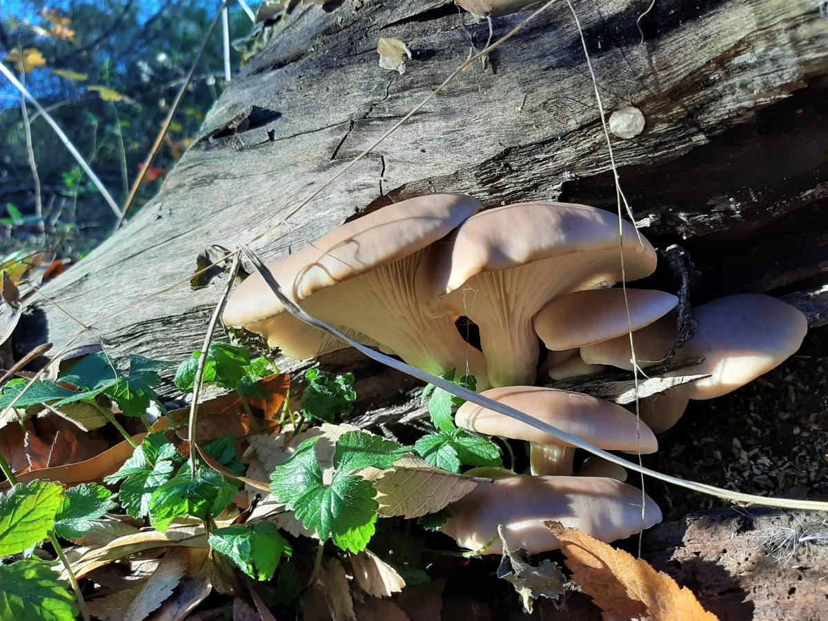 Decurrent gills on oyster mushroom