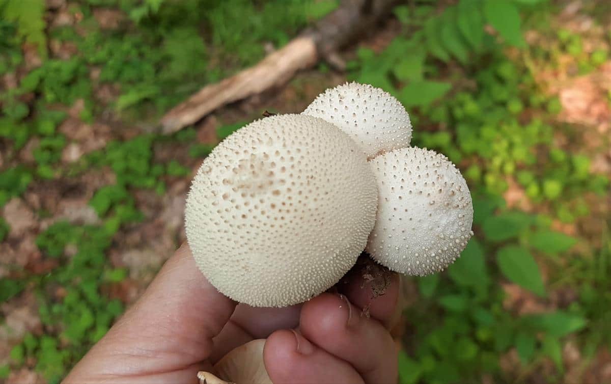 Puffball no gills.