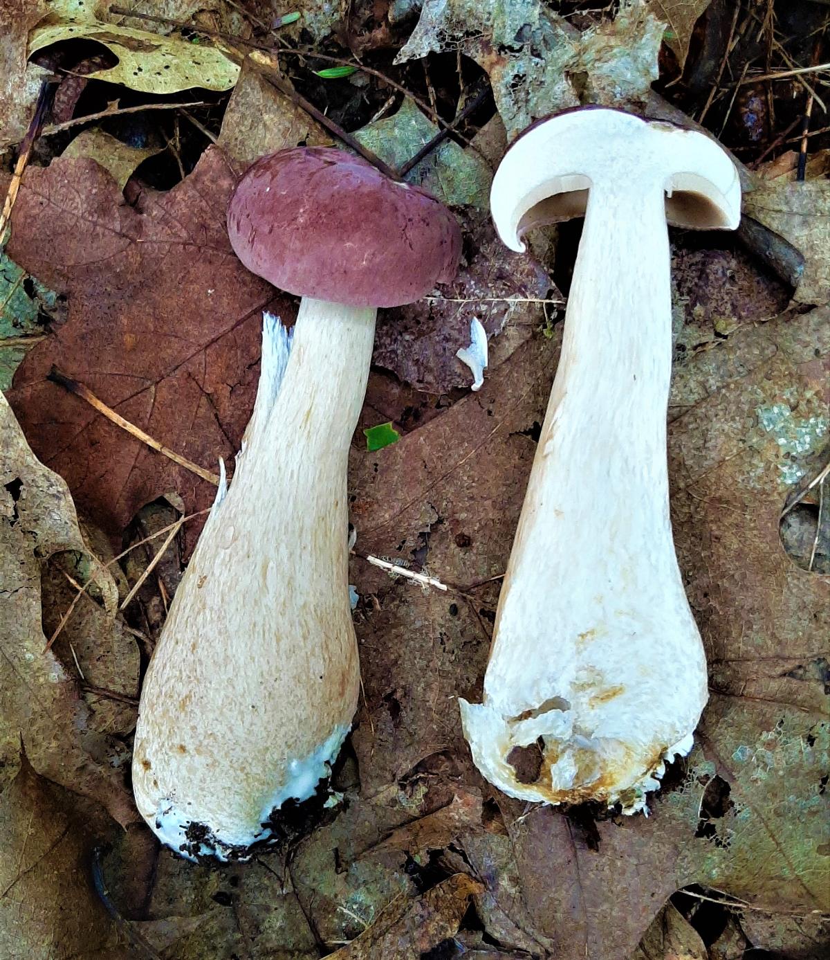 bolete stem is solid white