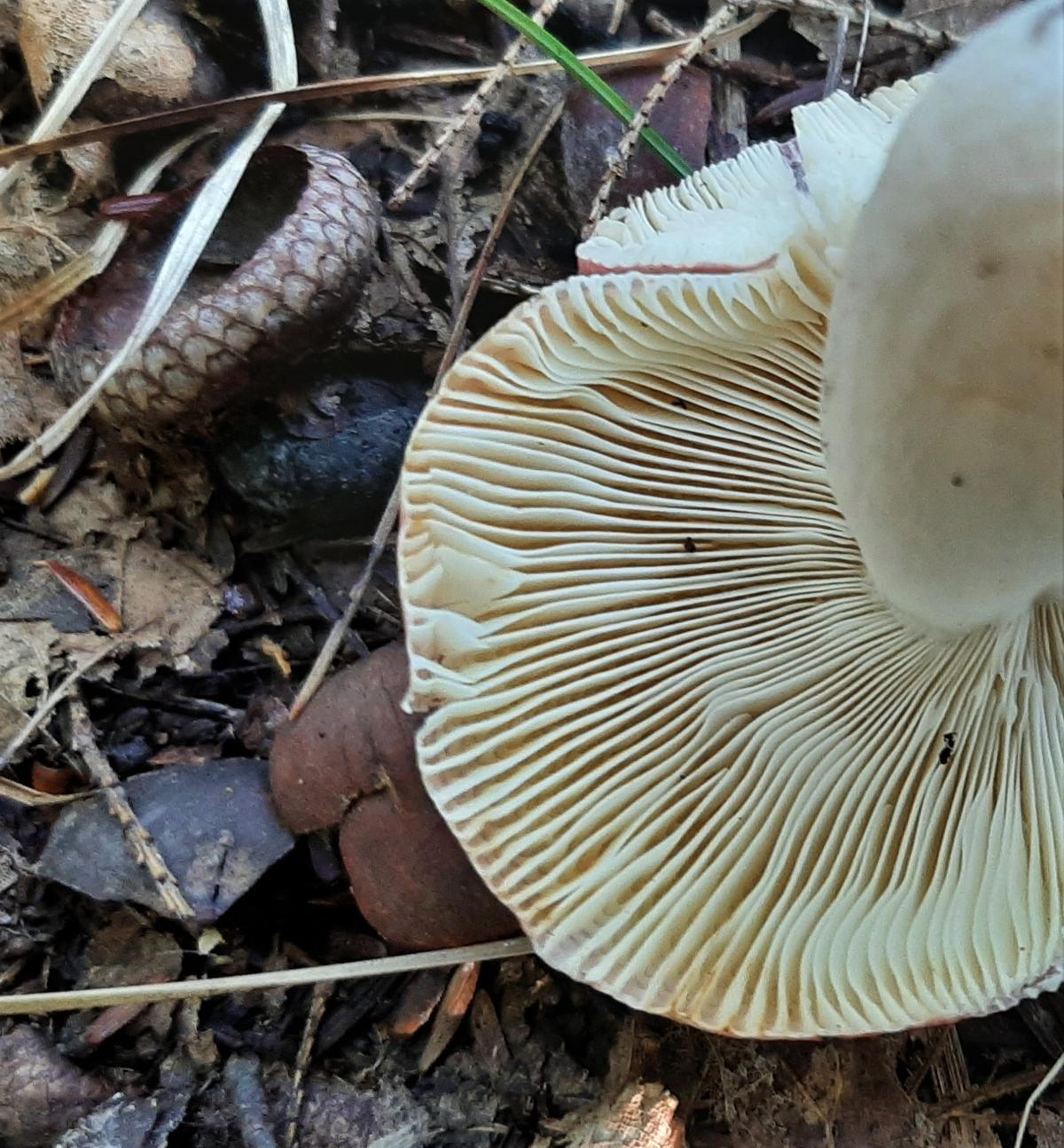 russula gills