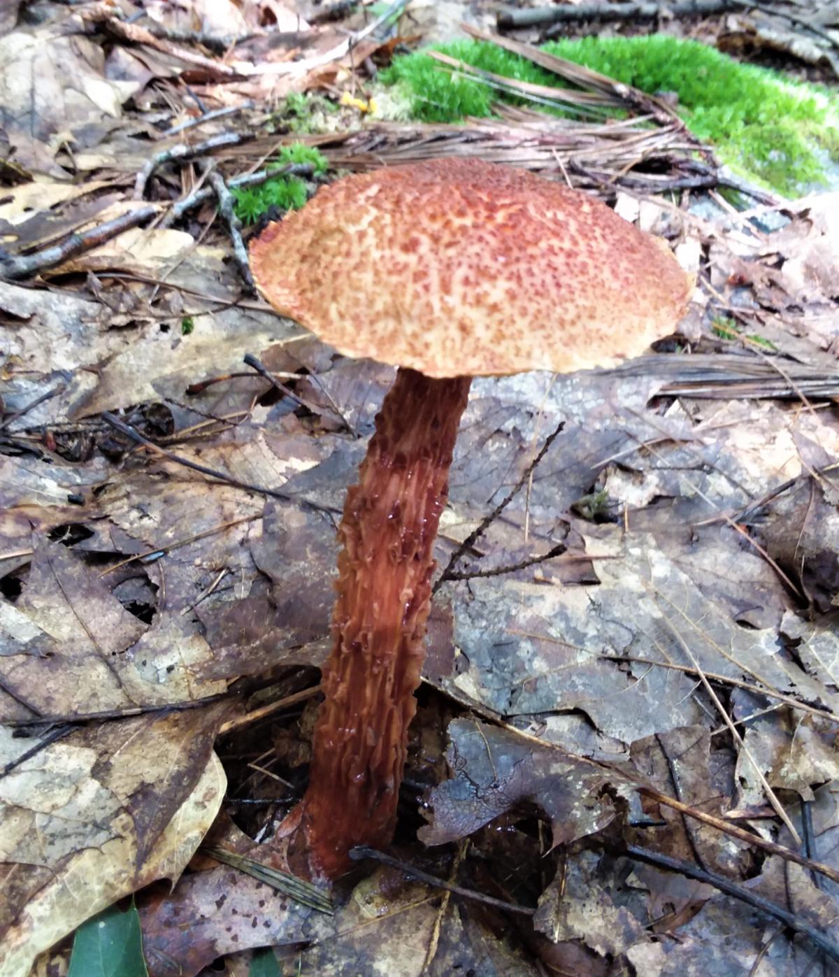 Scabered stem of Russells bolete