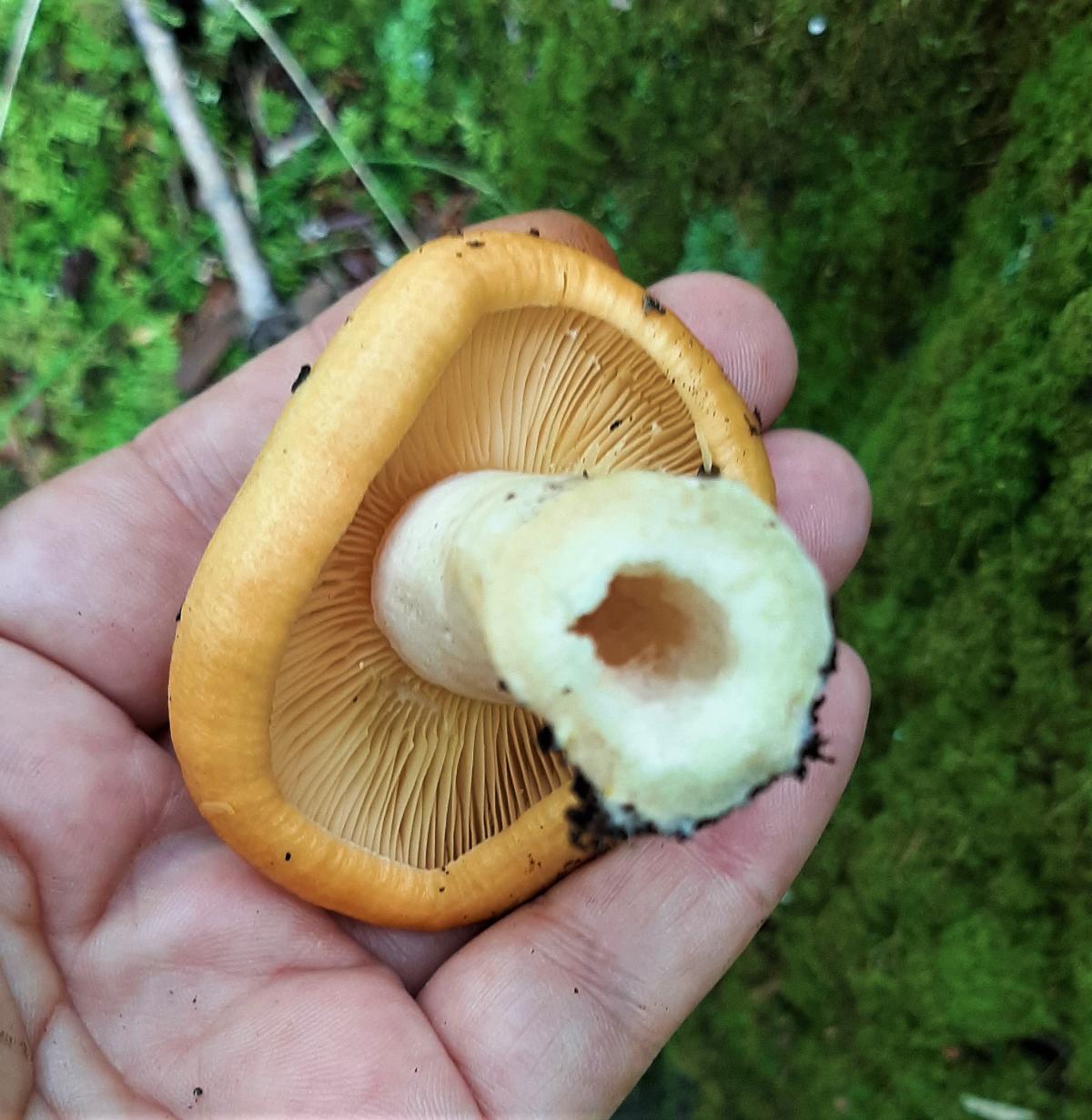 mushroom stem hollow inside