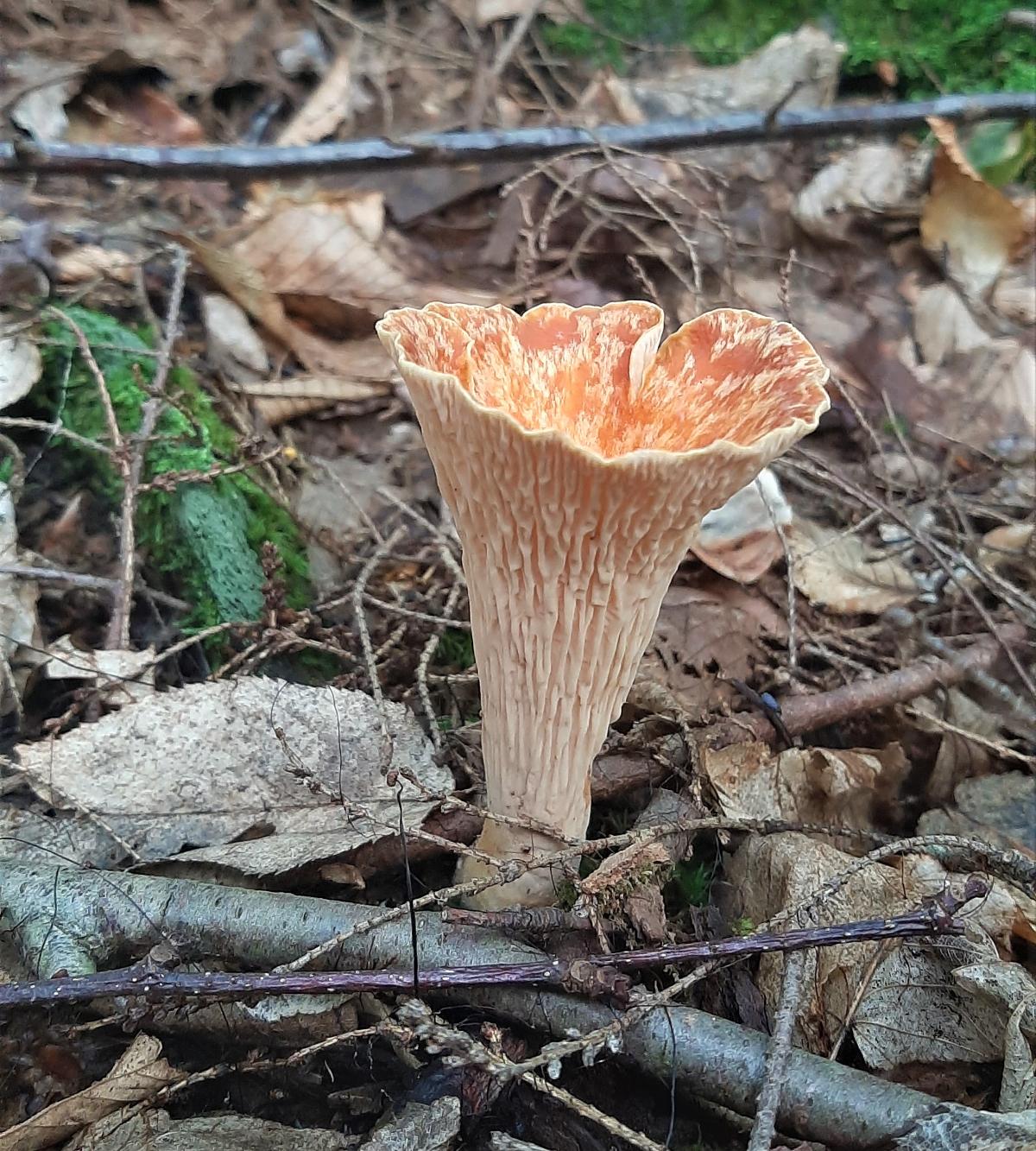 scaly vase mushroom