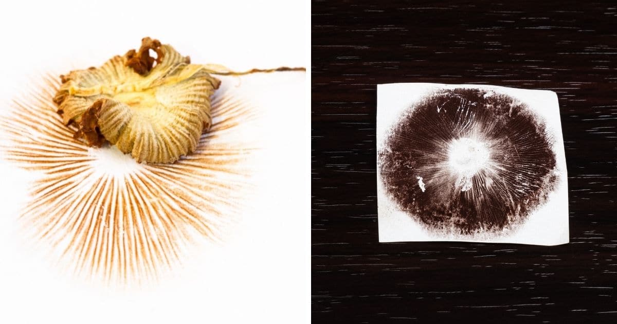 spore prints