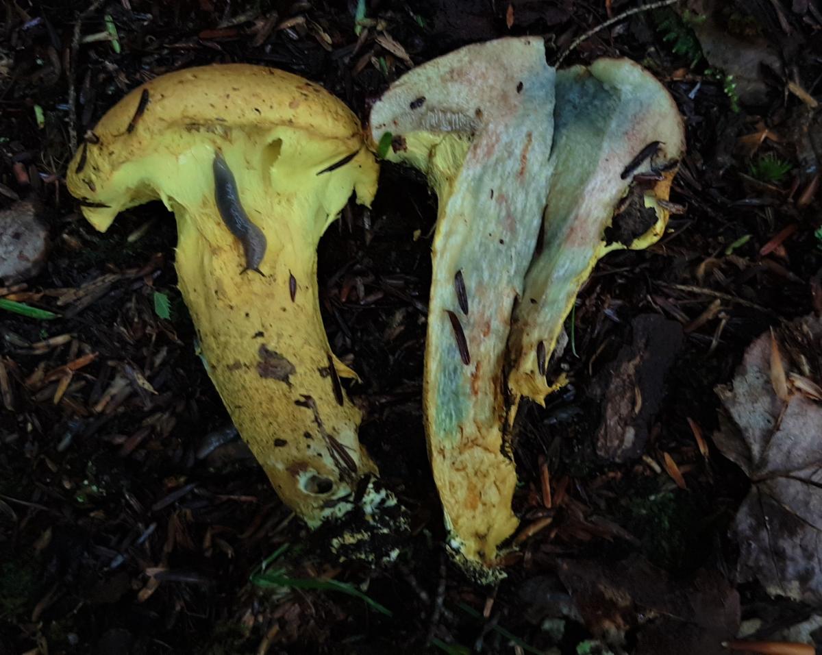 bolete staining light blue when cut