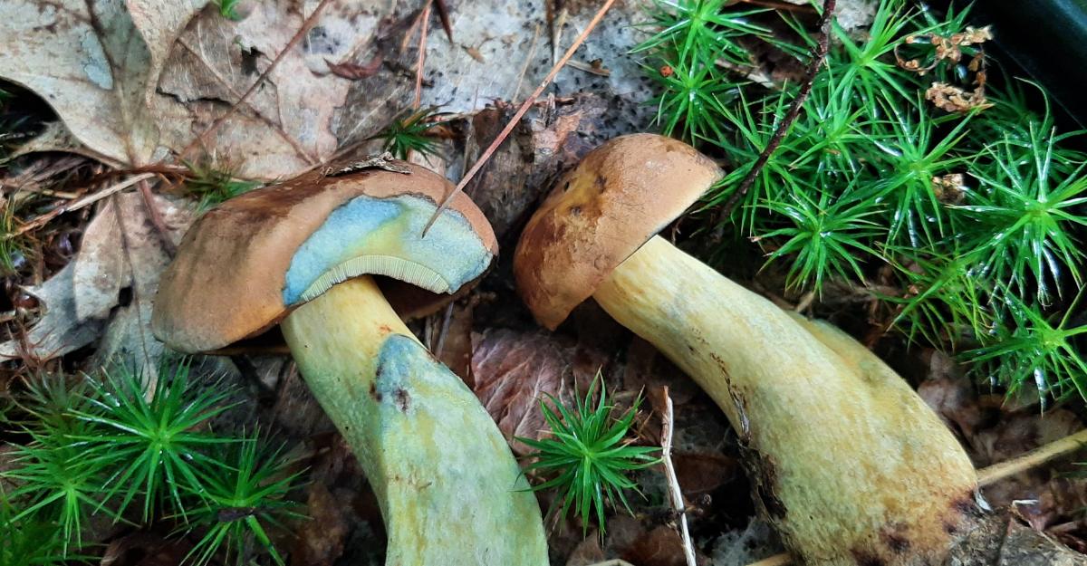 bolete turning blue when cut in half