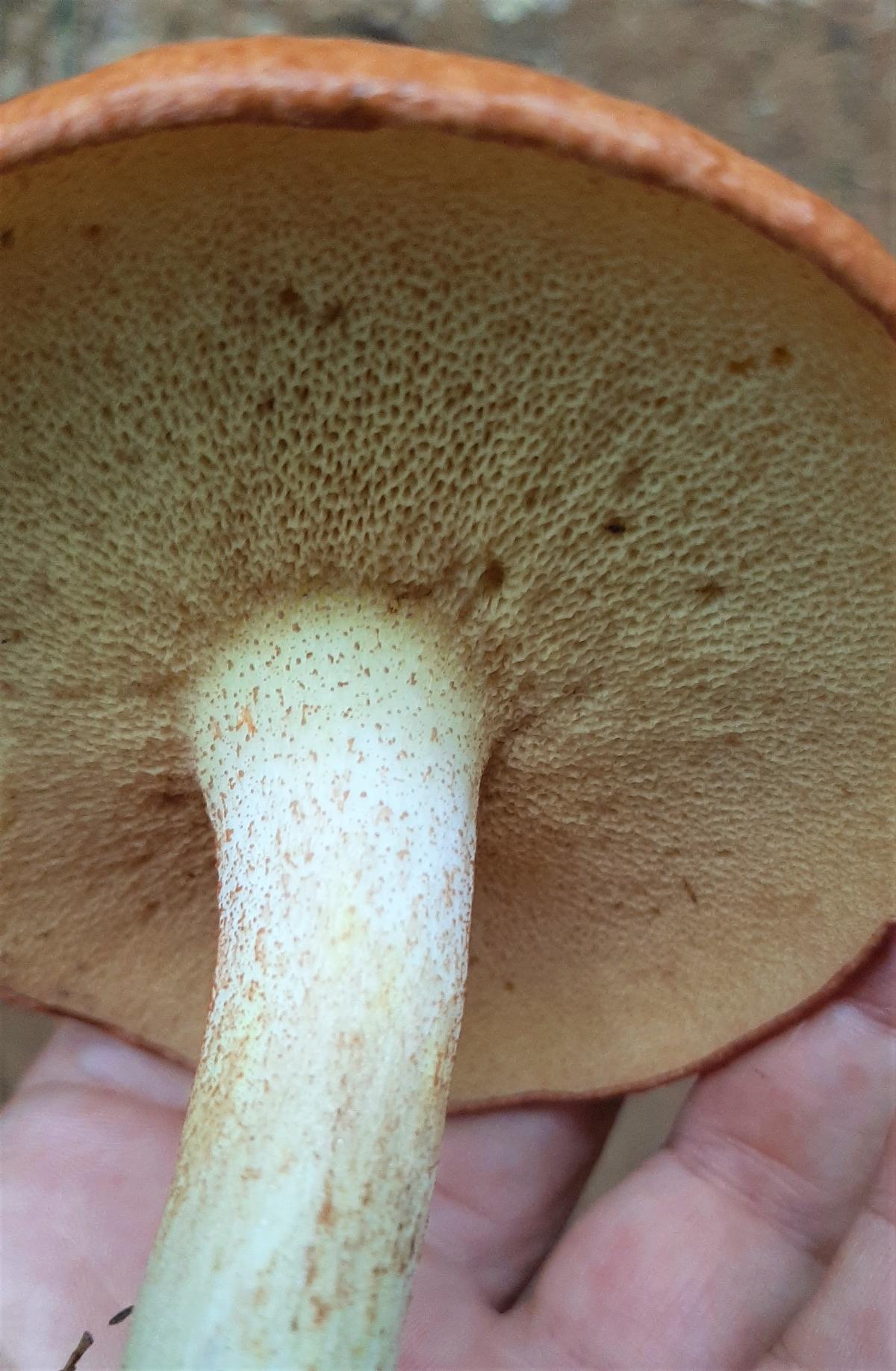 Pore surface of bolete