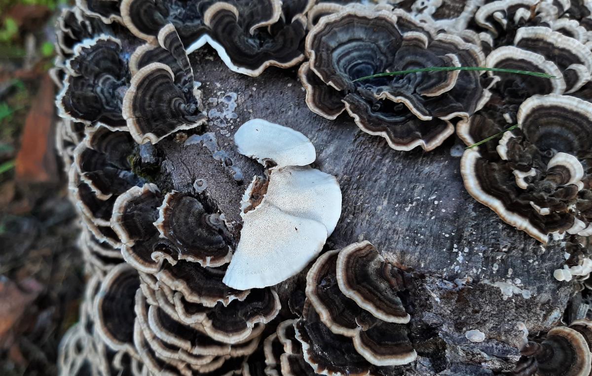 Turkey tail pore surface.