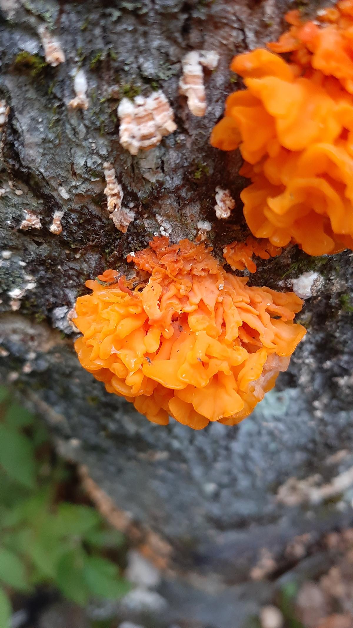 witches butter