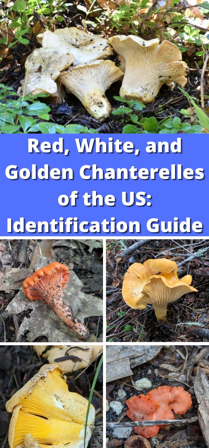 Red, White, and Golden Chanterelles of the US Identification Guide